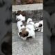 Cute Puppies # #funny #pets #cute #arrahman