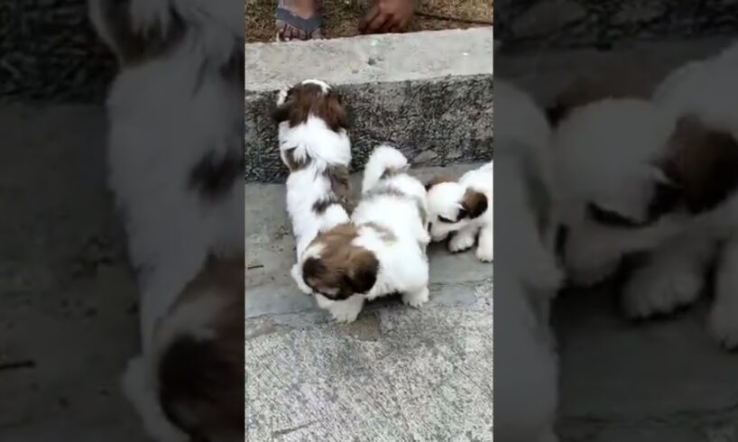 Cute Puppies # #funny #pets #cute #arrahman