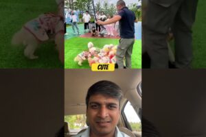 Cute Puppies #puppies #cuties #funny