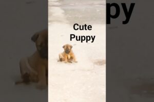 Cute Puppies #puppies #shortsvideo #trending #shorts #dog