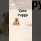 Cute Puppies #puppies #shortsvideo #trending #shorts #dog