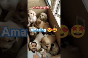 Cute Puppies #puppy #cute #cutedog #pets #shorts #youtubeshorts #ytshorts #funny #zoo #cuteanimals