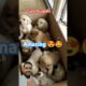 Cute Puppies #puppy #cute #cutedog #pets #shorts #youtubeshorts #ytshorts #funny #zoo #cuteanimals