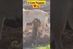 🐕🐕🐕Cute Puppies#nature #naturelovers#baby #trending#puppy#viral #doglover #dog#puppies #life #india