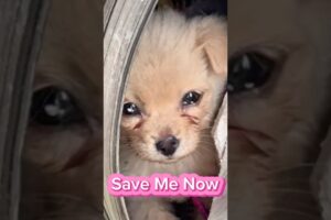 Cute Puppy Dog Gets Rescued & Adopted