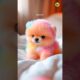Cute Puppy 🥰 Teacup Pomeranian Dog #shorts #puppy #trending #poster #puppies #doglover #rajesh5g