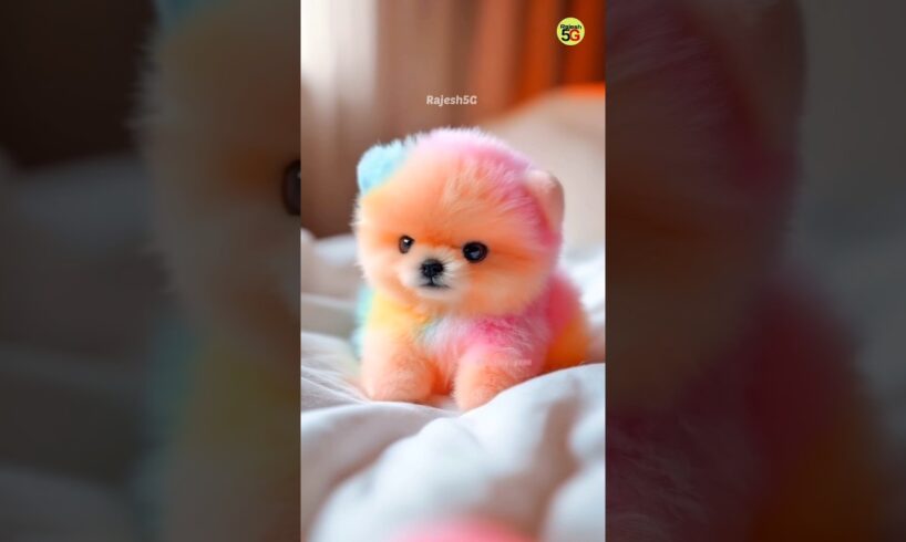 Cute Puppy 🥰 Teacup Pomeranian Dog #shorts #puppy #trending #poster #puppies #doglover #rajesh5g