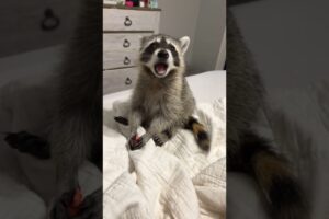 Cute Raccoon Takes A Snack Break