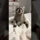Cute Raccoon Takes A Snack Break