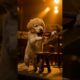 Cute Tiny Animals' Play Instruments. #animals #cuteanimals #cute #adorable #instrumental