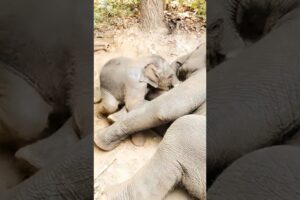 Cute baby elephant is playing with her mom so happily 😊 #babyelephant #elephant #animals #shorts