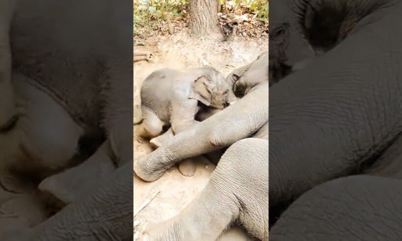Cute baby elephant is playing with her mom so happily 😊 #babyelephant #elephant #animals #shorts