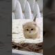Cute baby kitten sound ❤️ #shorts