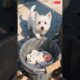 Cute baby was rescued by dog | Heartwarming dog rescue story #cute #dog #rescue #story #dogrescue