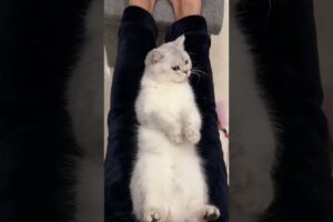 Cute kittens❤️【30】#shorts #cutecat520 #cat #kittens #pets