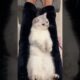 Cute kittens❤️【30】#shorts #cutecat520 #cat #kittens #pets