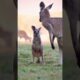 Cute little kangaroo baby playing with their mom |animal babies | cute animals