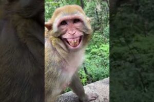 Cute monkey dance funny monkeys videos #short #animals #monkey compilation  13