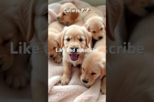Cute puppies 🐶🐾| Whatsapp Status | #shorts #trending #dog #love #cute #viralvideo #shortsfeed #sad