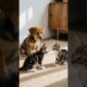 Cute puppies and kittens｜可愛的小狗與小貓們
