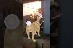 Cute puppies dance video#dogdance #catdance #shorts #cute#automobile #funny #trending