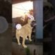 Cute puppies dance video#dogdance #catdance #shorts #cute#automobile #funny #trending