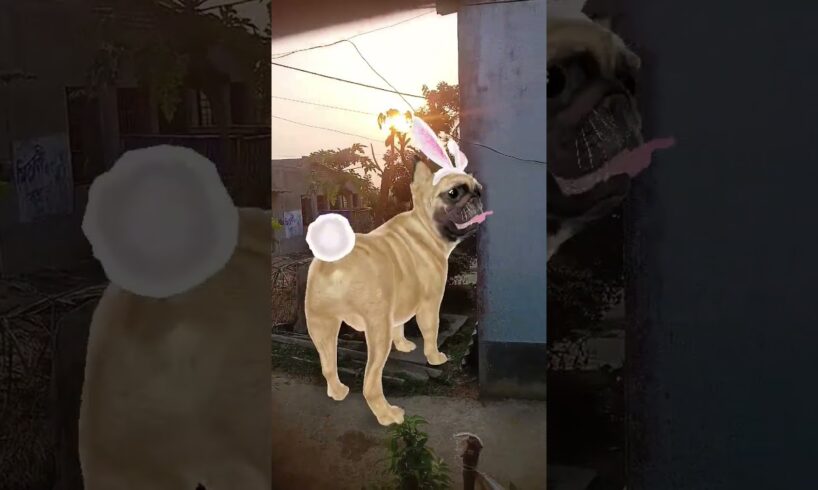 Cute puppies dance video#dogdance #catdance #shorts #cute#automobile #funny #trending