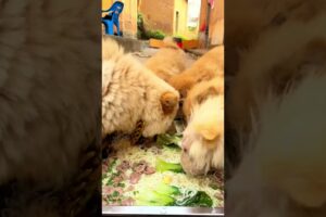 Cute puppies eating favourite food #cute #cuteanimal #cutepet l#puppylife#puppies #viral#shorts