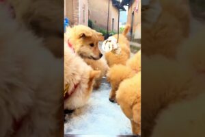 Cute puppies eating favourite food #cute #cuteanimal #cutepet #puppylife #puppies #viral #shorts