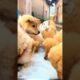 Cute puppies eating favourite food #cute #cuteanimal #cutepet #puppylife #puppies #viral #shorts