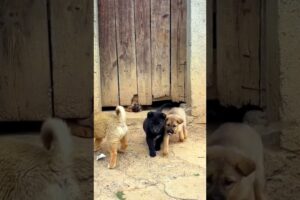 Cute puppies enjoying#cutepuppies #shorts #viraldogsvideos #petlovers #dogslovers