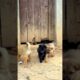 Cute puppies enjoying#cutepuppies #shorts #viraldogsvideos #petlovers #dogslovers