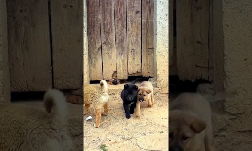 Cute puppies enjoying#cutepuppies #shorts #viraldogsvideos #petlovers #dogslovers
