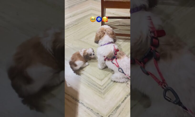 Cute puppies 🐶 love#youtube #funny #trending #pets #ytshorts #love #shihtzu #cute #petlover