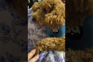 Cute puppies 🐶 😍#puppy #fun #post #reels #trending
