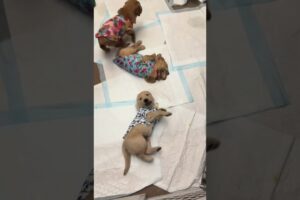 Cute puppies #puppytherapy #puppylove #puppymoments #extreme joy#relaxing