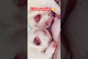 Cute puppies #puppyvideo #puppielove #puppyshort #puppyshorts #puppyshop #cutepuppybaby #cutebaby