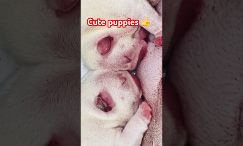 Cute puppies #puppyvideo #puppielove #puppyshort #puppyshorts #puppyshop #cutepuppybaby #cutebaby