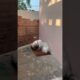 Cute puppies #shihtzu