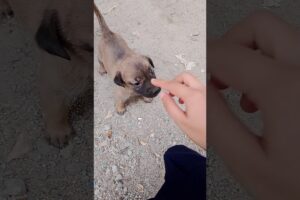 Cute puppies 🐈 🥰#shortsvideo #puppy #animals #cute #viralshorts