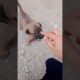 Cute puppies 🐈 🥰#shortsvideo #puppy #animals #cute #viralshorts