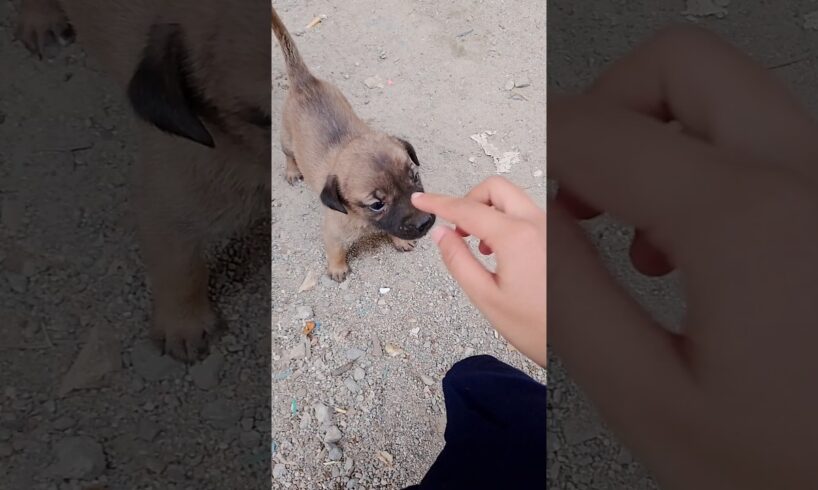 Cute puppies 🐈 🥰#shortsvideo #puppy #animals #cute #viralshorts