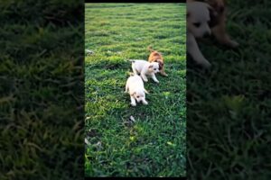 Cute puppies😍😍#cuteanimal #funny #shortsfeed #cute #shortsfeed #shortvideo #viralvideo #viralshorts