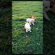 Cute puppies😍😍#cuteanimal #funny #shortsfeed #cute #shortsfeed #shortvideo #viralvideo #viralshorts