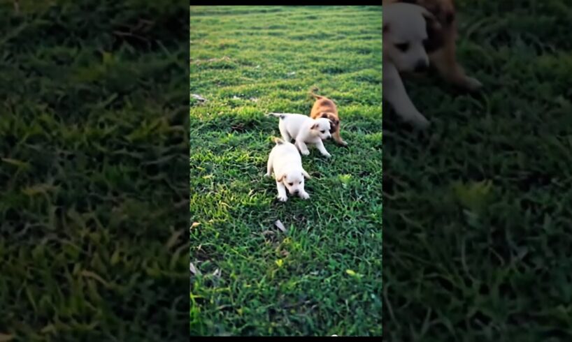Cute puppies😍😍#cuteanimal #funny #shortsfeed #cute #shortsfeed #shortvideo #viralvideo #viralshorts