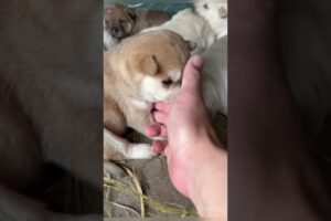 Cute puppies#puppy