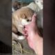 Cute puppies#puppy