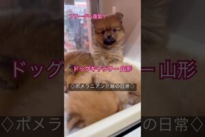 Cute puppies♡♡ #cute #pomeranian #dog #puppy#breeder#yamagata#ドッグギャラリー山形 #子犬#ブリーダー#山形#宮城#東北#ポメラニアン