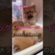 Cute puppies♡♡ #cute #pomeranian #dog #puppy#breeder#yamagata#ドッグギャラリー山形 #子犬#ブリーダー#山形#宮城#東北#ポメラニアン