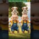 Cute twins wearing animal tails dance with cute puppies 😍😍😍 #cutepuppies #cutebabies #babydance